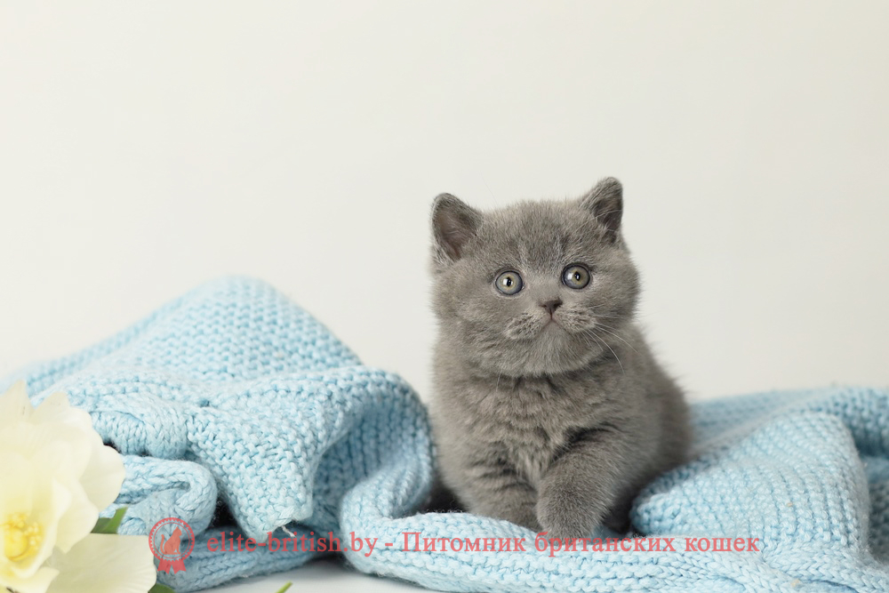 Британские котята голубого окраса, девочка Rafaella (Рафаэлла), помет от 5.09.2025 купить британского котенка, купить британца, британец голубой фото, голубые британцы фото, британский кошки голубой, британская голубая кошка, британская голубая кошка фото, британской голубой кошки фото, кот британский голубой, коты британские голубые, голубые британские котята фото, британский голубой котенок фото, британский голубой кот фото, фото британского голубого кота, окрас британских котят голубой фото, британские котята голубого окраса фото, британцы коты фото голубые