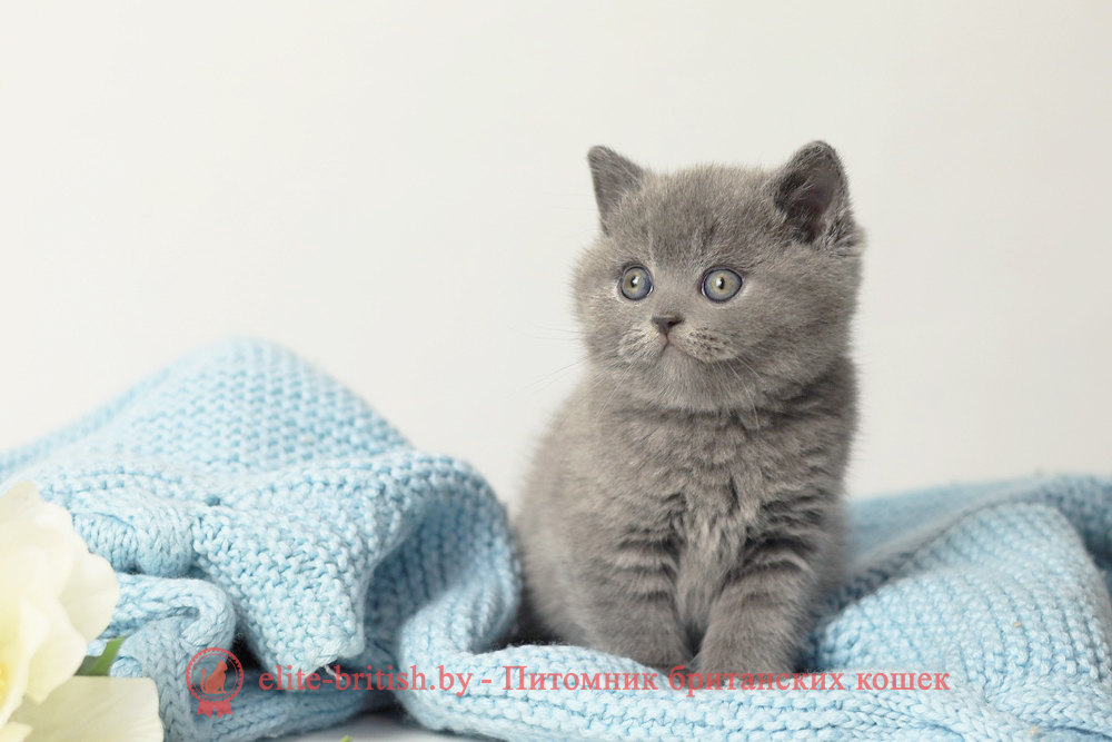 Британские котята голубого окраса, девочка Rafaella (Рафаэлла), помет от 5.09.2025 купить британского котенка, купить британца, британец голубой фото, голубые британцы фото, британский кошки голубой, британская голубая кошка, британская голубая кошка фото, британской голубой кошки фото, кот британский голубой, коты британские голубые, голубые британские котята фото, британский голубой котенок фото, британский голубой кот фото, фото британского голубого кота, окрас британских котят голубой фото, британские котята голубого окраса фото, британцы коты фото голубые