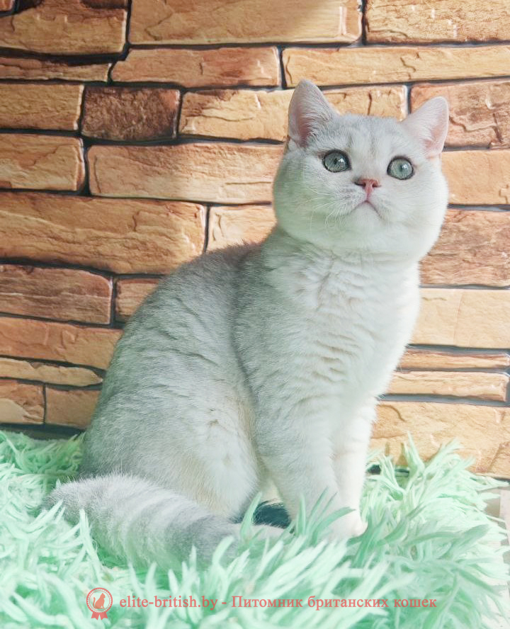 Британский котенок окраса серебристая шиншилла, мальчик Stefan (Стэфан), помет от 5.06.2025 британский кот серебристый, серебристый британец фото, серебристые британцы, британские серебристые котята, затушеванный британец, серебристый затушеванный британец, кошки британские серебристые, британская короткошерстная окраса серебро, британцы серебристая шиншилла, котята британские серебристые шиншиллы, британский кот серебристая шиншилла, британские кошки серебристая шиншилла, британская окрас серебристая шиншилла, затушеванный британец, серебристый затушеванный британец, кошки британские серебристые, британская короткошерстная окраса серебро, британская кошка тикированная, тикированный британец