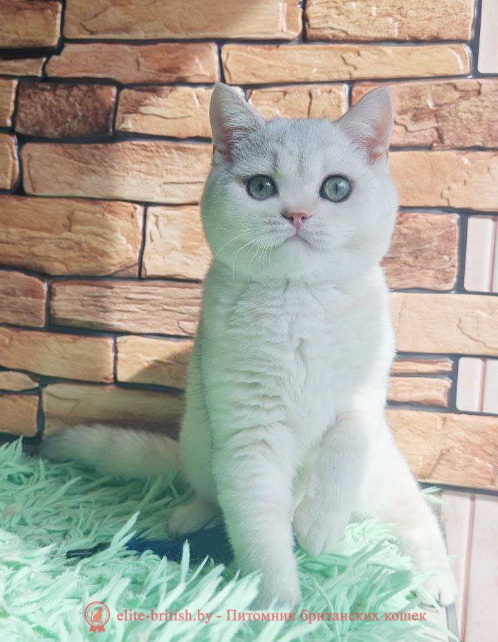 Британский котенок окраса серебристая шиншилла, мальчик Stefan (Стэфан), помет от 5.06.2025 британский кот серебристый, серебристый британец фото, серебристые британцы, британские серебристые котята, затушеванный британец, серебристый затушеванный британец, кошки британские серебристые, британская короткошерстная окраса серебро, британцы серебристая шиншилла, котята британские серебристые шиншиллы, британский кот серебристая шиншилла, британские кошки серебристая шиншилла, британская окрас серебристая шиншилла, затушеванный британец, серебристый затушеванный британец, кошки британские серебристые, британская короткошерстная окраса серебро, британская кошка тикированная, тикированный британец