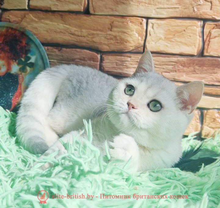Британский котенок окраса серебристая шиншилла, мальчик Stefan (Стэфан), помет от 5.06.2025 британский кот серебристый, серебристый британец фото, серебристые британцы, британские серебристые котята, затушеванный британец, серебристый затушеванный британец, кошки британские серебристые, британская короткошерстная окраса серебро, британцы серебристая шиншилла, котята британские серебристые шиншиллы, британский кот серебристая шиншилла, британские кошки серебристая шиншилла, британская окрас серебристая шиншилла, затушеванный британец, серебристый затушеванный британец, кошки британские серебристые, британская короткошерстная окраса серебро, британская кошка тикированная, тикированный британец