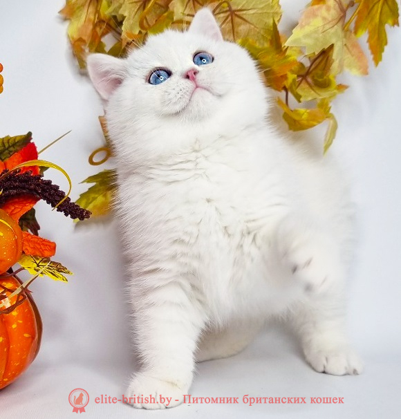 Купить британского котенка серебристая шиншилла в Минске в питомнике купить британского котенка, купить британца, серебристый британец фото, серебристые британцы, британские серебристые котята, затушеванный британец, серебристый затушеванный британец, кошки британские серебристые, британская короткошерстная окраса серебро, британцы серебристая шиншилла, котята британские серебристые шиншиллы, британский кот серебристая шиншилла, британские кошки серебристая шиншилла, британская окрас серебристая шиншилла, затушеванный британец, серебристый затушеванный британец, кошки британские серебристые, британская короткошерстная окраса серебро, британская кошка тикированная, тикированный британец