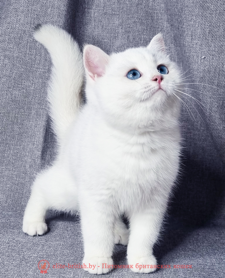 купить британского котенка, купить британца, серебристый британец фото, серебристые британцы, британские серебристые котята, затушеванный британец, серебристый затушеванный британец, кошки британские серебристые, британская короткошерстная окраса серебро, британцы серебристая шиншилла, котята британские серебристые шиншиллы, британский кот серебристая шиншилла, британские кошки серебристая шиншилла, британская окрас серебристая шиншилла, затушеванный британец, серебристый затушеванный британец, кошки британские серебристые, британская короткошерстная окраса серебро, британская кошка тикированная, тикированный британец