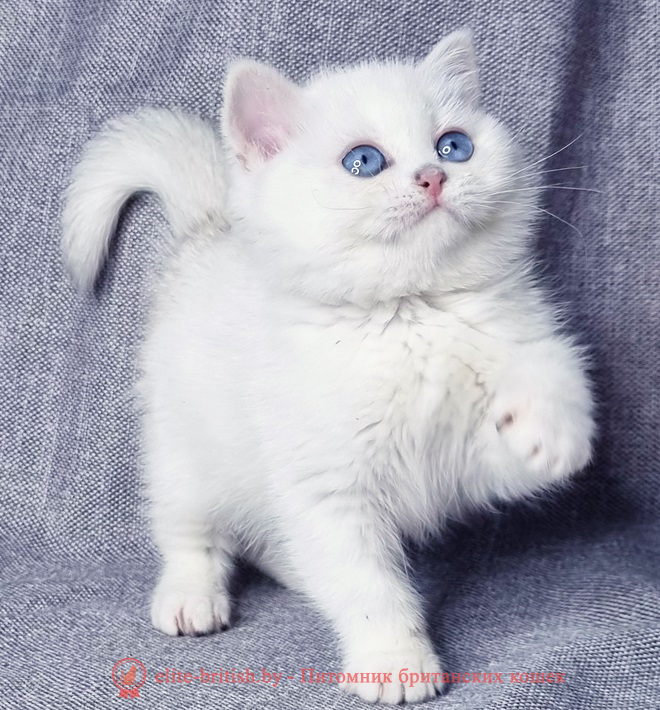 Купить британского котенка серебристая шиншилла в Минске в питомнике купить британского котенка, купить британца, серебристый британец фото, серебристые британцы, британские серебристые котята, затушеванный британец, серебристый затушеванный британец, кошки британские серебристые, британская короткошерстная окраса серебро, британцы серебристая шиншилла, котята британские серебристые шиншиллы, британский кот серебристая шиншилла, британские кошки серебристая шиншилла, британская окрас серебристая шиншилла, затушеванный британец, серебристый затушеванный британец, кошки британские серебристые, британская короткошерстная окраса серебро, британская кошка тикированная, тикированный британец