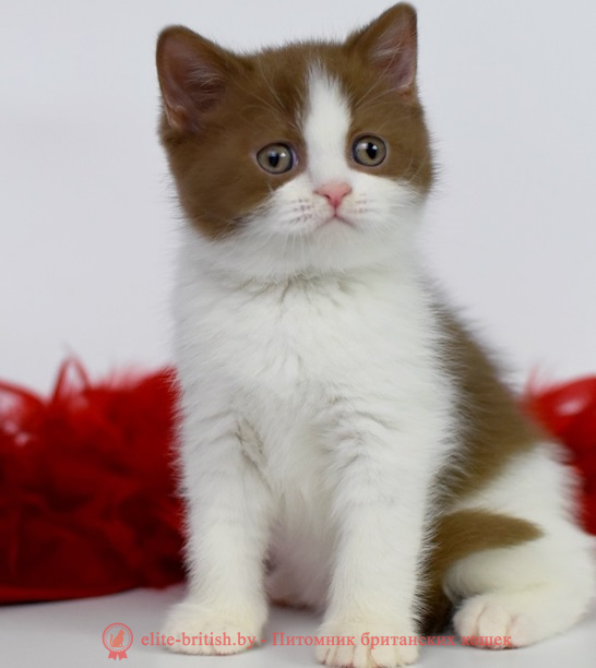 Купить британского котенка цинанмон биколор окраса в Минске в питомнике купить британского котенка, купить британца, циннамон биколор британская кошка, кот британский циннамон биколор, британский котенок циннамон биколор , шоколадный ван британец, циннамон биколор британец, британские котята циннамон фото, британцы циннамон фото, циннамон британская кошка, кот британский циннамон арелекин, британский котенок , циннамон арелекин британец, британец, британские котята фото, британцы фото