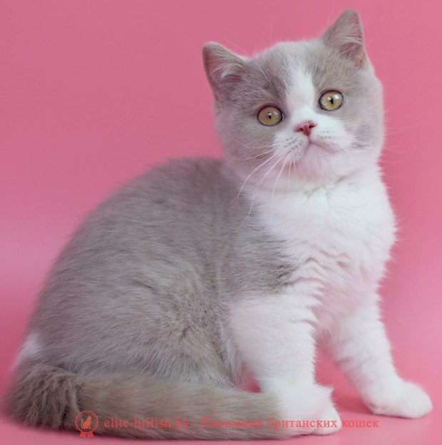 Купить британского котенка шоколадного биколор окраса в Минске в питомнике купить британского котенка, купить британца, фавн биколор британская кошка, кот британский фавн с белым, британский котенок циннамон , британская кошка фавн, британский кот фавн, британцы фавн, окрас фавн британских кошек, британская кошка фавн, британский кот фавн, британцы фавн, окрас фавн британских кошек, ЦИННАМОН британский короткошерстный котенок цвета корицы, британские котята цвета корицы, британский короткошерстный котенок цвета корицы