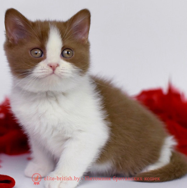 Купить британского котенка цинанмон биколор окраса в Минске в питомнике купить британского котенка, купить британца, циннамон биколор британская кошка, кот британский циннамон биколор, британский котенок циннамон биколор , шоколадный ван британец, циннамон биколор британец, британские котята циннамон фото, британцы циннамон фото, циннамон британская кошка, кот британский циннамон арелекин, британский котенок , циннамон арелекин британец, британец, британские котята фото, британцы фото