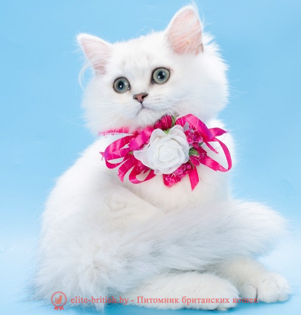 Купить британского котенка серебристая шиншилла в Минске в питомнике купить британского котенка, купить британца, британский кот серебристый, серебристый британец фото, серебристые британцы, британские серебристые котята, затушеванный британец, серебристый затушеванный британец, кошки британские серебристые, британская короткошерстная окраса серебро, британцы серебристая шиншилла, котята британские серебристые шиншиллы, британский кот серебристая шиншилла, британские кошки серебристая шиншилла, британская окрас серебристая шиншилла, затушеванный британец, серебристый затушеванный британец, кошки британские серебристые, британская короткошерстная окраса серебро, британская кошка тикированная, тикированный британец