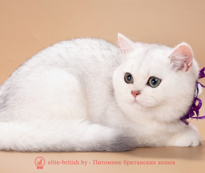 Купить британского котенка серебристая шиншилла в Минске в питомнике купить британского котенка, купить британца, британский кот серебристый, серебристый британец фото, серебристые британцы, британские серебристые котята, затушеванный британец, серебристый затушеванный британец, кошки британские серебристые, британская короткошерстная окраса серебро, британцы серебристая шиншилла, котята британские серебристые шиншиллы, британский кот серебристая шиншилла, британские кошки серебристая шиншилла, британская окрас серебристая шиншилла, затушеванный британец, серебристый затушеванный британец, кошки британские серебристые, британская короткошерстная окраса серебро, британская кошка тикированная, тикированный британец
