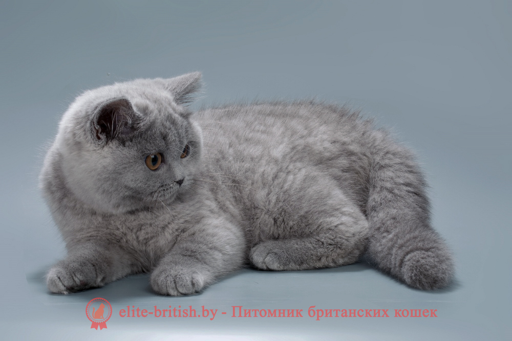 Британский котенок голубого окраса, девочка Gemma (Джемма), помет от 23.07.2025 британец голубой фото, голубые британцы фото, британский кошки голубой, британская голубая кошка, британская голубая кошка фото, британской голубой кошки фото, кот британский голубой, коты британские голубые, голубые британские котята фото, британский голубой котенок фото, британский голубой кот фото, фото британского голубого кота, окрас британских котят голубой фото, британские котята голубого окраса фото, британцы коты фото голубые