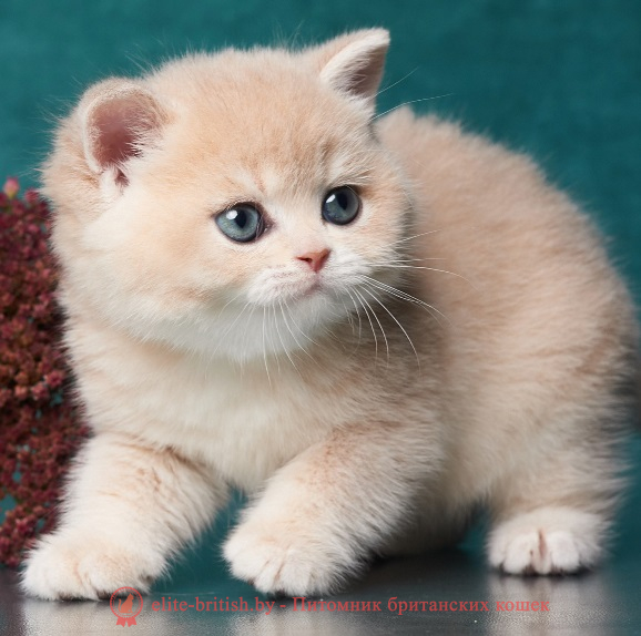 купить британского котенка, купить британца, золотой британский кот, золотые британцы фото, золотой британец, британская кошка золотая шиншилла,  британский кот шиншилла золотая, британский котенок голубое золото, британец голубой золотой, купить британского котенка, купить британца, золотой британский кот, золотые британцы фото, золотой британец, британская кошка золотая шиншилла, британский кот шиншилла золотая, золотой тикированный британец, британец золотая шиншилла, британец золотистый, котята британские окрас золотая шиншилла, британская кошка золотая шиншилла фото, британец окрас золотая шиншилла фото, британский золотой котенок, британская золотая кошка, британские котята золотая шиншилла, британский золотистый кот, кот золотой британец, британцы окрас золотой, британцы окрас золотая шиншилла, котята британцы золотая шиншилла, золотистые британские котята, британские котята золотого окраса, британцы золотая шиншилла фото, золотой окрас британских кошек, британцы золотого окраса, британские котята золотого окраса, британец окрас золотая шиншилла, британские котята окраса золотая шиншилла, питомник британских кошек золотых окрасов, британец окрас золотая шиншилла фото, затушеванный британец, серебристый затушеванный британец, кошки британские серебристые, британская короткошерстная окраса серебро, золотой тикированный британец, британская кошка тикированная, тикированный британец