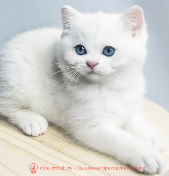 Купить британского котенка серебристая шиншилла пойнт с голубыми глазами в Минске в питомнике купить британского котенка, купить британца, серебристый британец фото, серебристые британцы, британские серебристые котята, затушеванный британец, серебристый затушеванный британец, кошки британские серебристые, британская короткошерстная окраса серебро, британцы серебристая шиншилла, котята британские серебристые шиншиллы, британский кот серебристая шиншилла, британские кошки серебристая шиншилла, британская окрас серебристая шиншилла, затушеванный британец, серебристый затушеванный британец, кошки британские серебристые, британская короткошерстная окраса серебро, британская кошка тикированная, тикированный британец