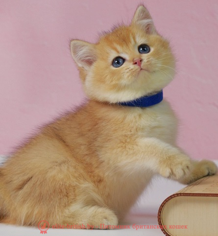 купить британского котенка, купить британца, золотой британский кот, золотые британцы фото, золотой британец, британская кошка золотая шиншилла,  британский кот шиншилла золотая, золотой тикированный британец, британец золотая шиншилла, британец золотистый,  котята британские окрас золотая шиншилла, британская кошка золотая шиншилла фото, британец окрас золотая шиншилла фото, британский золотой котенок, длинношерстная британская золотая кошка, британские котята золотая шиншилла, британский золотистый кот, кот золотой британец , британцы окрас золотой, британцы окрас золотая шиншилла, котята британцы золотая шиншилла, золотистые британские котята, британские котята золотого окраса, британцы золотая шиншилла фото, золотой окрас британских кошек, британцы золотого окраса, британские котята золотого окраса, британец окрас золотая шиншилла, британские котята окраса золотая шиншилла,  британская короткошерстная окраса золото