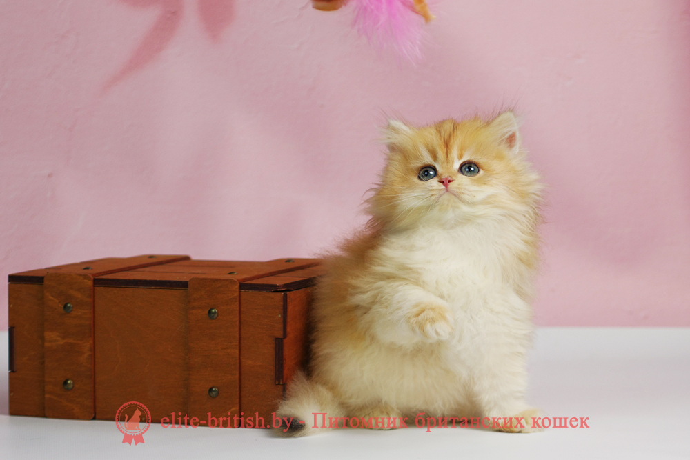 Британский котенок окраса золотая шиншилла, мальчик Ulf (Ульф), помет от 6.09.2025 золотой длинношерстный британский кот, золотые британцы фото, золотой длинношерстный британец, длинношерстная британская кошка золотая шиншилла, длинношерстный британский кот шиншилла золотая, золотой тикированный британец, британец золотая шиншилла, британец золотистый, длинношерстные котята британские окрас золотая шиншилла, британская кошка золотая шиншилла фото, длинношерстный британец окрас золотая шиншилла фото, длинношерстный британский золотой котенок, длинношерстная британская золотая кошка, британские котята золотая шиншилла, британский золотистый кот, кот золотой британец длинношерстный, британцы окрас золотой, британцы окрас золотая шиншилла, котята британцы золотая шиншилла, золотистые британские котята, британские котята золотого окраса, британцы золотая шиншилла фото, золотой окрас британских кошек, длинношерстные британцы золотого окраса, британские котята золотого окраса, британец окрас золотая шиншилла, британские котята окраса золотая шиншилла, длинношерстная британская короткошерстная окраса золото
