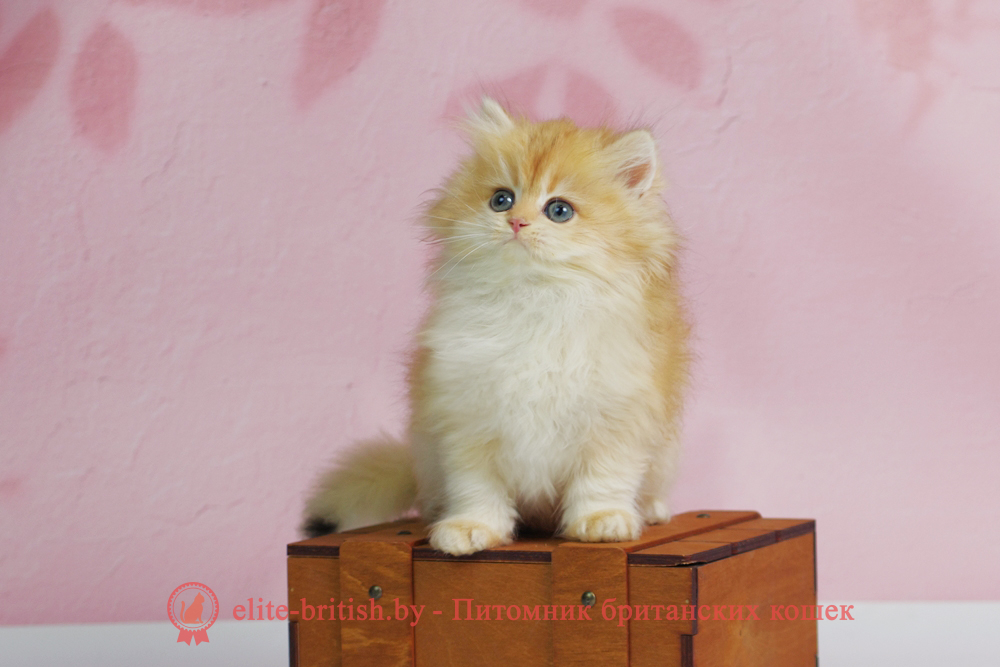 Британский котенок окраса золотая шиншилла, мальчик Ulf (Ульф), помет от 6.09.2025 золотой длинношерстный британский кот, золотые британцы фото, золотой длинношерстный британец, длинношерстная британская кошка золотая шиншилла, длинношерстный британский кот шиншилла золотая, золотой тикированный британец, британец золотая шиншилла, британец золотистый, длинношерстные котята британские окрас золотая шиншилла, британская кошка золотая шиншилла фото, длинношерстный британец окрас золотая шиншилла фото, длинношерстный британский золотой котенок, длинношерстная британская золотая кошка, британские котята золотая шиншилла, британский золотистый кот, кот золотой британец длинношерстный, британцы окрас золотой, британцы окрас золотая шиншилла, котята британцы золотая шиншилла, золотистые британские котята, британские котята золотого окраса, британцы золотая шиншилла фото, золотой окрас британских кошек, длинношерстные британцы золотого окраса, британские котята золотого окраса, британец окрас золотая шиншилла, британские котята окраса золотая шиншилла, длинношерстная британская короткошерстная окраса золото