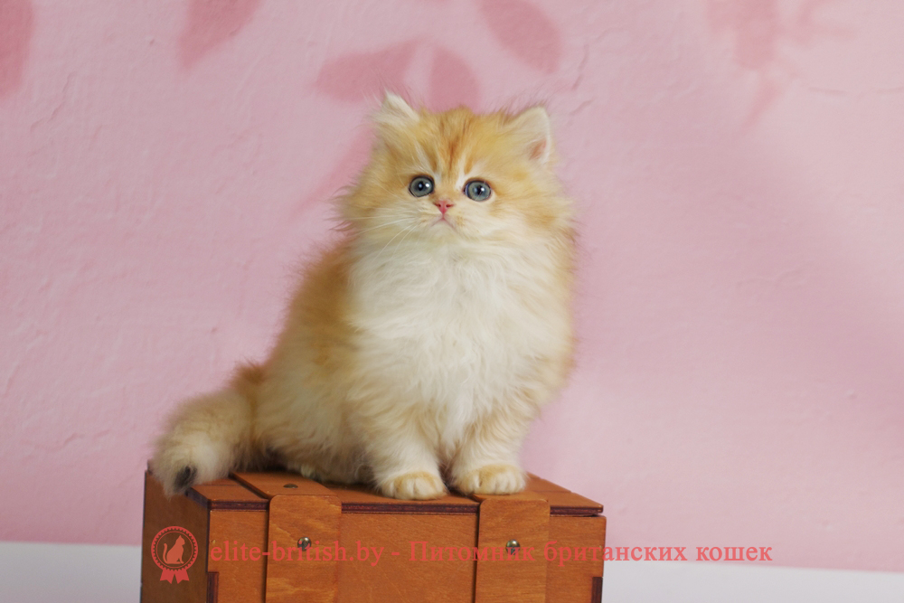 Британский котенок окраса золотая шиншилла, мальчик Ulf (Ульф), помет от 6.09.2025 золотой длинношерстный британский кот, золотые британцы фото, золотой длинношерстный британец, длинношерстная британская кошка золотая шиншилла, длинношерстный британский кот шиншилла золотая, золотой тикированный британец, британец золотая шиншилла, британец золотистый, длинношерстные котята британские окрас золотая шиншилла, британская кошка золотая шиншилла фото, длинношерстный британец окрас золотая шиншилла фото, длинношерстный британский золотой котенок, длинношерстная британская золотая кошка, британские котята золотая шиншилла, британский золотистый кот, кот золотой британец длинношерстный, британцы окрас золотой, британцы окрас золотая шиншилла, котята британцы золотая шиншилла, золотистые британские котята, британские котята золотого окраса, британцы золотая шиншилла фото, золотой окрас британских кошек, длинношерстные британцы золотого окраса, британские котята золотого окраса, британец окрас золотая шиншилла, британские котята окраса золотая шиншилла, длинношерстная британская короткошерстная окраса золото