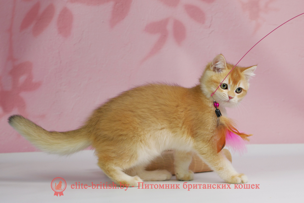 Британский котенок окраса золотая шиншилла, мальчик Teddy (Тедди), помет от 25.08.2025 золотой британец, британская кошка золотая шиншилла, британский кот шиншилла золотая, золотой тикированный британец, британец золотая шиншилла, британец золотистый, котята британские окрас золотая шиншилла, британская кошка золотая шиншилла фото, британец окрас золотая шиншилла фото, британский золотой котенок, длинношерстная британская золотая кошка, британские котята золотая шиншилла, британский золотистый кот, кот золотой британец , британцы окрас золотой, британцы окрас золотая шиншилла, котята британцы золотая шиншилла, золотистые британские котята, британские котята золотого окраса, британцы золотая шиншилла фото, золотой окрас британских кошек, британцы золотого окраса, британские котята золотого окраса, британец окрас золотая шиншилла, британские котята окраса золотая шиншилла, британская короткошерстная окраса золото