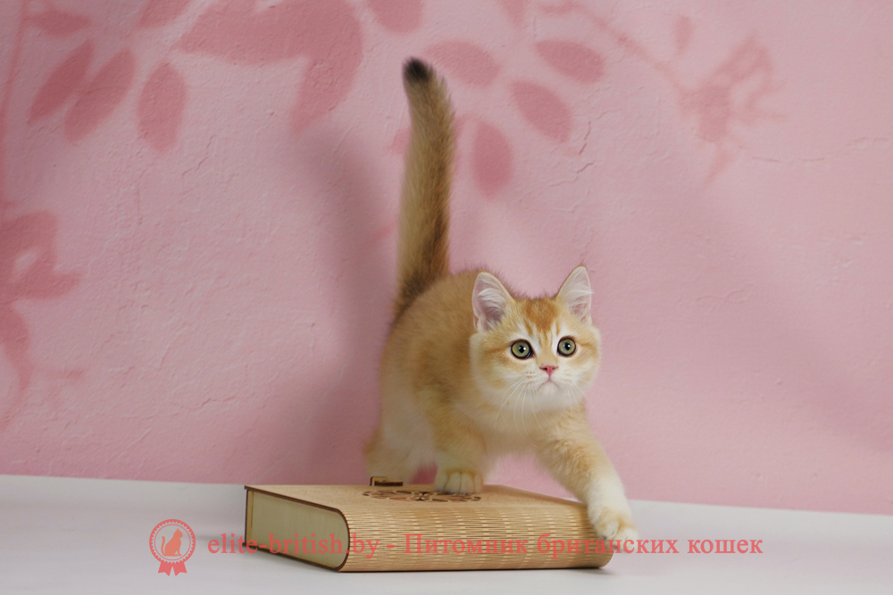 Британский котенок окраса золотая шиншилла, мальчик Teddy (Тедди), помет от 25.08.2025 золотой британец, британская кошка золотая шиншилла, британский кот шиншилла золотая, золотой тикированный британец, британец золотая шиншилла, британец золотистый, котята британские окрас золотая шиншилла, британская кошка золотая шиншилла фото, британец окрас золотая шиншилла фото, британский золотой котенок, длинношерстная британская золотая кошка, британские котята золотая шиншилла, британский золотистый кот, кот золотой британец , британцы окрас золотой, британцы окрас золотая шиншилла, котята британцы золотая шиншилла, золотистые британские котята, британские котята золотого окраса, британцы золотая шиншилла фото, золотой окрас британских кошек, британцы золотого окраса, британские котята золотого окраса, британец окрас золотая шиншилла, британские котята окраса золотая шиншилла, британская короткошерстная окраса золото
