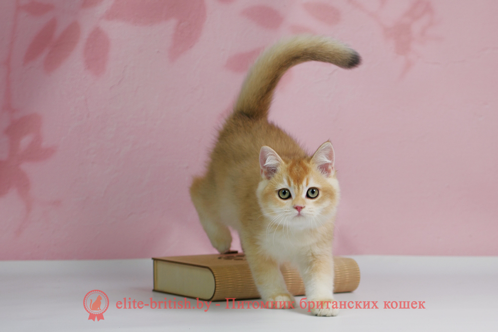 Британский котенок окраса золотая шиншилла, мальчик Teddy (Тедди), помет от 25.08.2025 золотой британец, британская кошка золотая шиншилла, британский кот шиншилла золотая, золотой тикированный британец, британец золотая шиншилла, британец золотистый, котята британские окрас золотая шиншилла, британская кошка золотая шиншилла фото, британец окрас золотая шиншилла фото, британский золотой котенок, длинношерстная британская золотая кошка, британские котята золотая шиншилла, британский золотистый кот, кот золотой британец , британцы окрас золотой, британцы окрас золотая шиншилла, котята британцы золотая шиншилла, золотистые британские котята, британские котята золотого окраса, британцы золотая шиншилла фото, золотой окрас британских кошек, британцы золотого окраса, британские котята золотого окраса, британец окрас золотая шиншилла, британские котята окраса золотая шиншилла, британская короткошерстная окраса золото