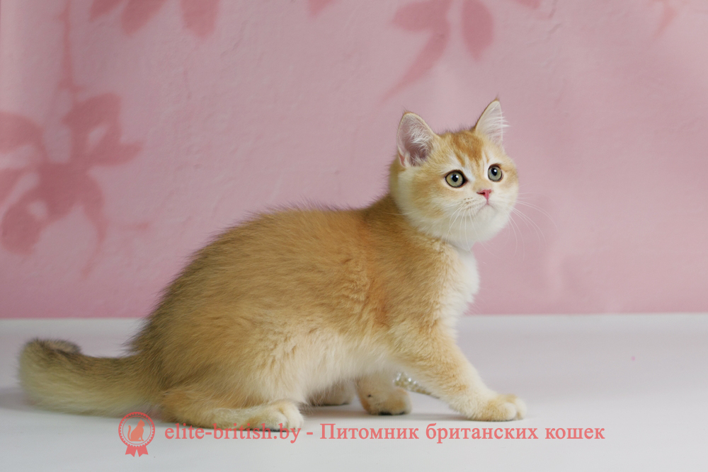 Британский котенок окраса золотая шиншилла, мальчик Teddy (Тедди), помет от 25.08.2025 золотой британец, британская кошка золотая шиншилла, британский кот шиншилла золотая, золотой тикированный британец, британец золотая шиншилла, британец золотистый, котята британские окрас золотая шиншилла, британская кошка золотая шиншилла фото, британец окрас золотая шиншилла фото, британский золотой котенок, длинношерстная британская золотая кошка, британские котята золотая шиншилла, британский золотистый кот, кот золотой британец , британцы окрас золотой, британцы окрас золотая шиншилла, котята британцы золотая шиншилла, золотистые британские котята, британские котята золотого окраса, британцы золотая шиншилла фото, золотой окрас британских кошек, британцы золотого окраса, британские котята золотого окраса, британец окрас золотая шиншилла, британские котята окраса золотая шиншилла, британская короткошерстная окраса золото