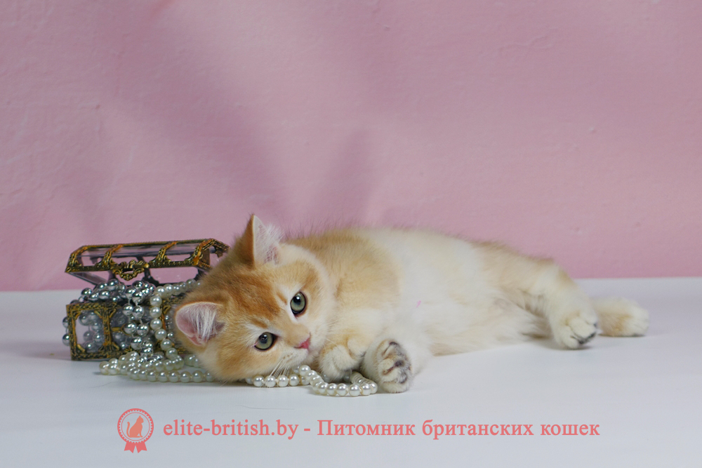 Британский котенок окраса золотая шиншилла, мальчик Teddy (Тедди), помет от 25.08.2025 золотой британец, британская кошка золотая шиншилла, британский кот шиншилла золотая, золотой тикированный британец, британец золотая шиншилла, британец золотистый, котята британские окрас золотая шиншилла, британская кошка золотая шиншилла фото, британец окрас золотая шиншилла фото, британский золотой котенок, длинношерстная британская золотая кошка, британские котята золотая шиншилла, британский золотистый кот, кот золотой британец , британцы окрас золотой, британцы окрас золотая шиншилла, котята британцы золотая шиншилла, золотистые британские котята, британские котята золотого окраса, британцы золотая шиншилла фото, золотой окрас британских кошек, британцы золотого окраса, британские котята золотого окраса, британец окрас золотая шиншилла, британские котята окраса золотая шиншилла, британская короткошерстная окраса золото