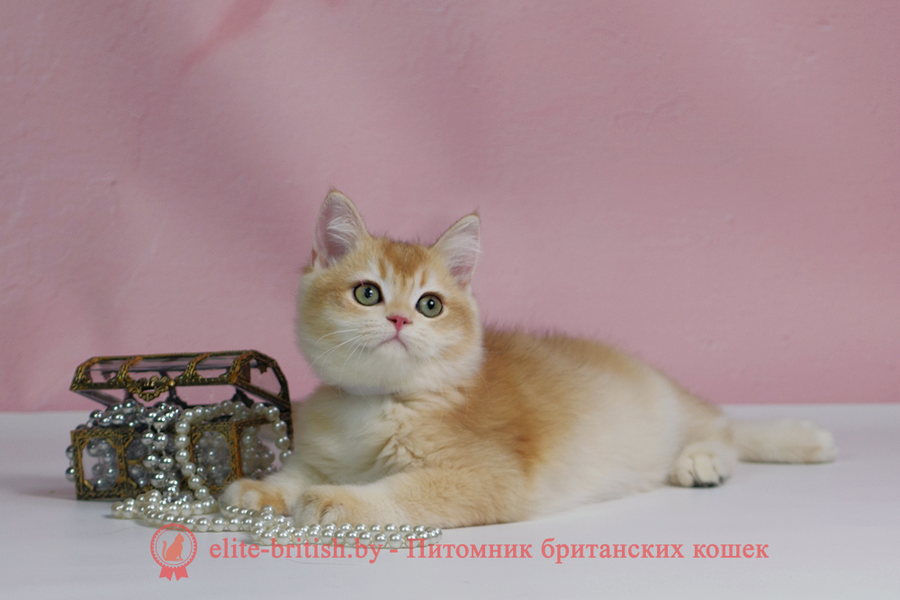 Британский котенок окраса золотая шиншилла, мальчик Teddy (Тедди), помет от 25.08.2025 золотой британец, британская кошка золотая шиншилла, британский кот шиншилла золотая, золотой тикированный британец, британец золотая шиншилла, британец золотистый, котята британские окрас золотая шиншилла, британская кошка золотая шиншилла фото, британец окрас золотая шиншилла фото, британский золотой котенок, длинношерстная британская золотая кошка, британские котята золотая шиншилла, британский золотистый кот, кот золотой британец , британцы окрас золотой, британцы окрас золотая шиншилла, котята британцы золотая шиншилла, золотистые британские котята, британские котята золотого окраса, британцы золотая шиншилла фото, золотой окрас британских кошек, британцы золотого окраса, британские котята золотого окраса, британец окрас золотая шиншилла, британские котята окраса золотая шиншилла, британская короткошерстная окраса золото