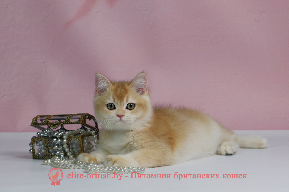 Британский котенок окраса золотая шиншилла, мальчик Teddy (Тедди), помет от 25.08.2025 золотой британец, британская кошка золотая шиншилла, британский кот шиншилла золотая, золотой тикированный британец, британец золотая шиншилла, британец золотистый, котята британские окрас золотая шиншилла, британская кошка золотая шиншилла фото, британец окрас золотая шиншилла фото, британский золотой котенок, длинношерстная британская золотая кошка, британские котята золотая шиншилла, британский золотистый кот, кот золотой британец , британцы окрас золотой, британцы окрас золотая шиншилла, котята британцы золотая шиншилла, золотистые британские котята, британские котята золотого окраса, британцы золотая шиншилла фото, золотой окрас британских кошек, британцы золотого окраса, британские котята золотого окраса, британец окрас золотая шиншилла, британские котята окраса золотая шиншилла, британская короткошерстная окраса золото