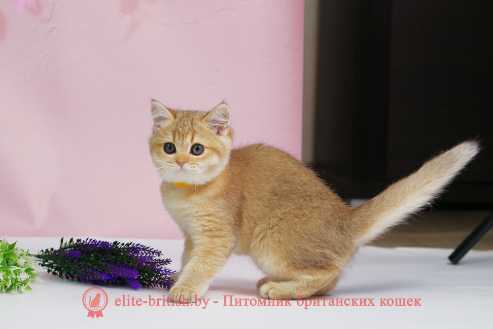 Британский котенок окраса золотая шиншилла, девочка Teffi (Тэффи), помет от 25.08.2025 золотой британец, британская кошка золотая шиншилла, британский кот шиншилла золотая, золотой тикированный британец, британец золотая шиншилла, британец золотистый, котята британские окрас золотая шиншилла, британская кошка золотая шиншилла фото, британец окрас золотая шиншилла фото, британский золотой котенок, длинношерстная британская золотая кошка, британские котята золотая шиншилла, британский золотистый кот, кот золотой британец , британцы окрас золотой, британцы окрас золотая шиншилла, котята британцы золотая шиншилла, золотистые британские котята, британские котята золотого окраса, британцы золотая шиншилла фото, золотой окрас британских кошек, британцы золотого окраса, британские котята золотого окраса, британец окрас золотая шиншилла, британские котята окраса золотая шиншилла, британская короткошерстная окраса золото