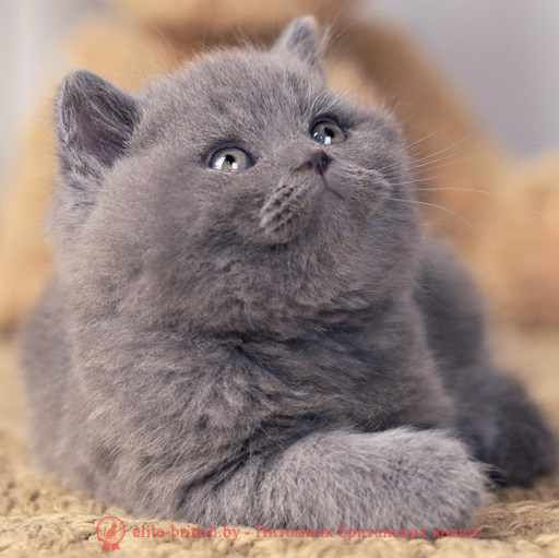купить британского котенка, купить британца, серые британцы фото, британские кошки купить британского котенка, купить британца, британец голубой фото, голубые британцы фото, британский кошки голубой, британская голубая кошка, британская голубая кошка фото, британской голубой кошки фото, кот британский голубой, коты британские голубые, голубые британские котята фото, британский голубой котенок фото, британский голубой кот фото, фото британского голубого кота, окрас британских котят голубой фото, британские котята голубого окраса фото, британцы коты фото голубые