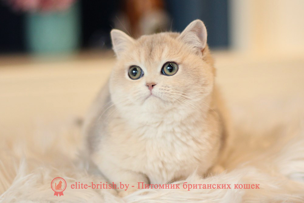 Британские котята золотая шиншилла - окраса голубое золото, девочка Maryana (Марьяна), помет от 18.06.2025 купить британского котенка голубое золото, купить британца голубое золото, лиловый золотой британский кот, шиншиллы золотые голубые британцы фото, золотой тикированный британец, британская кошка золотая шиншилла тикированная, британский кот шиншилла золотая, золотой тикированный британец, британец золотая шиншилла, британец золотистый, котята британские окрас золотая шиншилла, британская кошка золотая шиншилла фото, британец окрас золотая шиншилла фото, британский золотой котенок, британская золотая кошка, британские котята золотая шиншилла, британский золотистый кот, кот золотой британец, британцы окрас золотой