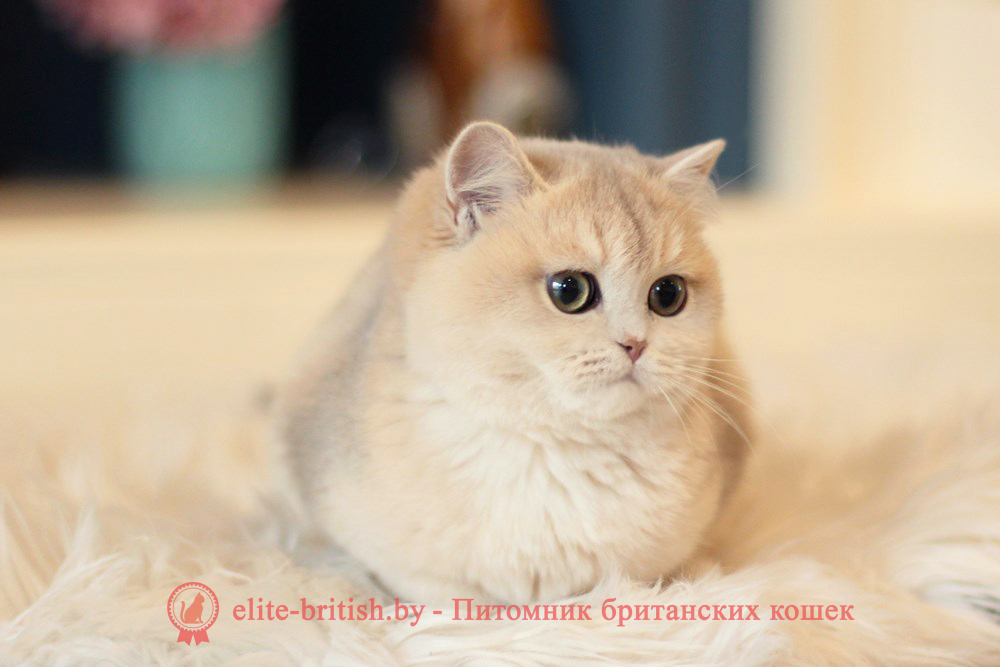 Британские котята золотая шиншилла - окраса голубое золото, девочка Maryana (Марьяна), помет от 18.06.2025 купить британского котенка голубое золото, купить британца голубое золото, лиловый золотой британский кот, шиншиллы золотые голубые британцы фото, золотой тикированный британец, британская кошка золотая шиншилла тикированная, британский кот шиншилла золотая, золотой тикированный британец, британец золотая шиншилла, британец золотистый, котята британские окрас золотая шиншилла, британская кошка золотая шиншилла фото, британец окрас золотая шиншилла фото, британский золотой котенок, британская золотая кошка, британские котята золотая шиншилла, британский золотистый кот, кот золотой британец, британцы окрас золотой