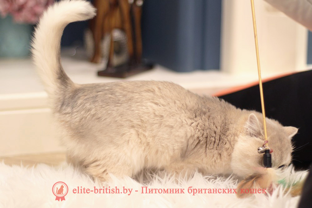 Британские котята золотая шиншилла - окраса голубое золото, девочка Maryana (Марьяна), помет от 18.06.2025 купить британского котенка голубое золото, купить британца голубое золото, лиловый золотой британский кот, шиншиллы золотые голубые британцы фото, золотой тикированный британец, британская кошка золотая шиншилла тикированная, британский кот шиншилла золотая, золотой тикированный британец, британец золотая шиншилла, британец золотистый, котята британские окрас золотая шиншилла, британская кошка золотая шиншилла фото, британец окрас золотая шиншилла фото, британский золотой котенок, британская золотая кошка, британские котята золотая шиншилла, британский золотистый кот, кот золотой британец, британцы окрас золотой