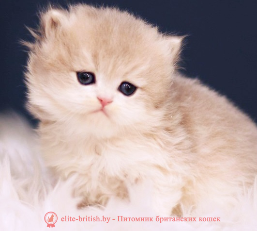 Купить британского котенка золотая шиншилла в Минске в питомнике купить британского котенка, купить британца, золотой британский кот, золотые британцы фото, золотой британец, британская кошка золотая шиншилла, британский кот шиншилла золотая, британский котенок голубое золото, британец голубой золотой, купить британского котенка, купить британца, золотой британский кот, золотые британцы фото, золотой британец, британская кошка золотая шиншилла, британский кот шиншилла золотая, золотой тикированный британец, британец золотая шиншилла, британец золотистый, котята британские окрас золотая шиншилла, британская кошка золотая шиншилла фото, британец окрас золотая шиншилла фото, британский золотой котенок, британская золотая кошка, британские котята золотая шиншилла, британский золотистый кот, кот золотой британец, британцы окрас золотой, британцы окрас золотая шиншилла, котята британцы золотая шиншилла, золотистые британские котята, британские котята золотого окраса, британцы золотая шиншилла фото, золотой окрас британских кошек, британцы золотого окраса, британские котята золотого окраса, британец окрас золотая шиншилла, британские котята окраса золотая шиншилла, питомник британских кошек золотых окрасов, британец окрас золотая шиншилла фото, затушеванный британец, серебристый затушеванный британец, кошки британские серебристые, британская короткошерстная окраса серебро, золотой тикированный британец, британская кошка тикированная, тикированный британец