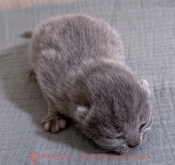Купить британского котенка голубого мокраса в Минске в питомнике купить британского котенка, купить британца, шоколадные британцы фото, британские кошки купить британского котенка, купить британца, британец голубой фото, голубые британцы фото, британский кошки голубой, британская голубая кошка, британская голубая кошка фото, британской голубой кошки фото, кот британский голубой, коты британские голубые, голубые британские котята фото, британский голубой котенок фото, британский голубой кот фото, фото британского голубого кота, окрас британских котят голубой фото, британские котята голубого окраса фото, британцы коты фото голубые