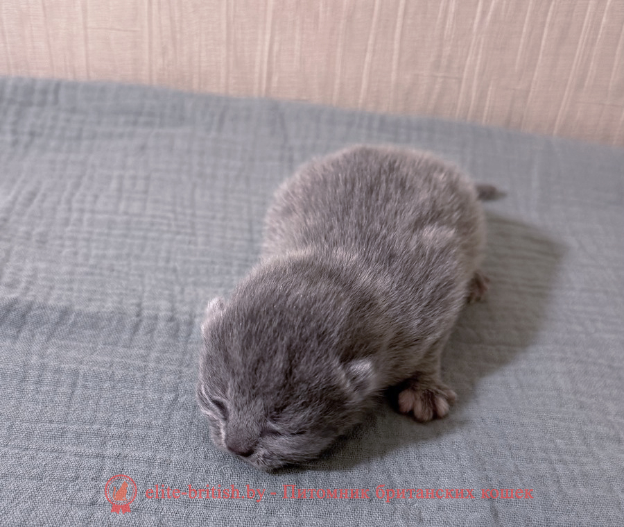 Британский котенок голубого черепахового окраса, девочка Nona (Нона), помет от 20.11.2025 британец голубой фото, голубые британцы фото, британский кошки голубой, британская голубая кошка, британская голубая кошка фото, британской голубой кошки фото, кот британский голубой, коты британские голубые, голубые британские котята фото, британский голубой котенок фото, британский голубой кот фото, фото британского голубого кота, окрас британских котят голубой фото, британские котята голубого окраса фото, британцы коты фото голубые