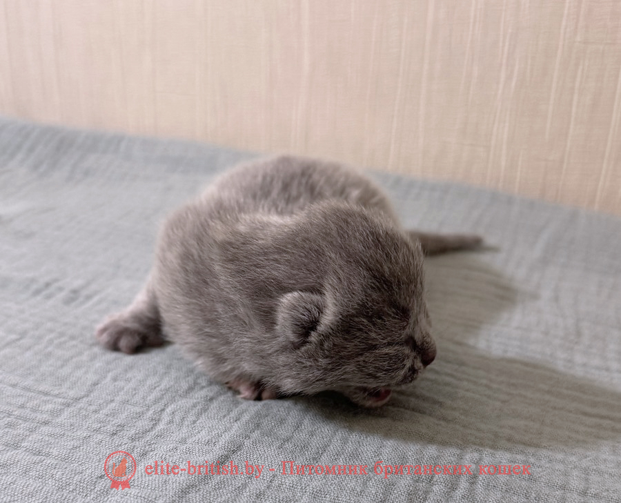 Британский котенок голубого черепахового окраса, девочка Nona (Нона), помет от 20.11.2025 британец голубой фото, голубые британцы фото, британский кошки голубой, британская голубая кошка, британская голубая кошка фото, британской голубой кошки фото, кот британский голубой, коты британские голубые, голубые британские котята фото, британский голубой котенок фото, британский голубой кот фото, фото британского голубого кота, окрас британских котят голубой фото, британские котята голубого окраса фото, британцы коты фото голубые