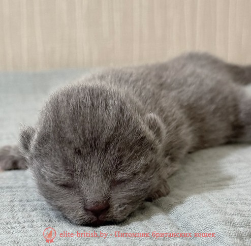 Купить британского котенка голубого мокраса в Минске в питомнике купить британского котенка, купить британца, шоколадные британцы фото, британские кошки купить британского котенка, купить британца, британец голубой фото, голубые британцы фото, британский кошки голубой, британская голубая кошка, британская голубая кошка фото, британской голубой кошки фото, кот британский голубой, коты британские голубые, голубые британские котята фото, британский голубой котенок фото, британский голубой кот фото, фото британского голубого кота, окрас британских котят голубой фото, британские котята голубого окраса фото, британцы коты фото голубые