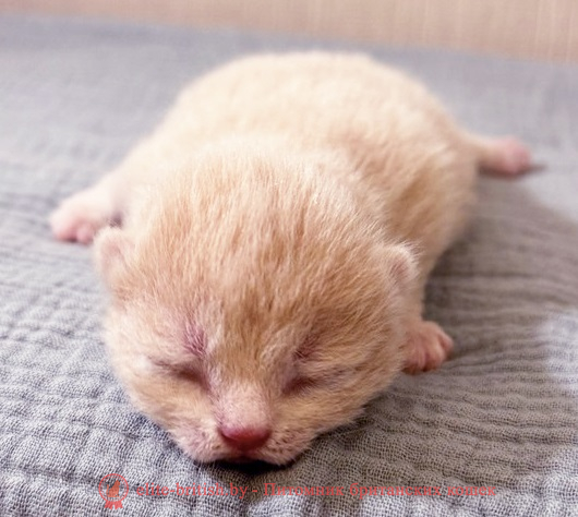 Купить британского котенка голубого мокраса в Минске в питомнике купить британского котенка, купить британца, шоколадные британцы фото, британские кошки купить британского котенка, купить британца, британец голубой фото, голубые британцы фото, британский кошки голубой, британская голубая кошка, британская голубая кошка фото, британской голубой кошки фото, кот британский голубой, коты британские голубые, голубые британские котята фото, британский голубой котенок фото, британский голубой кот фото, фото британского голубого кота, окрас британских котят голубой фото, британские котята голубого окраса фото, британцы коты фото голубые