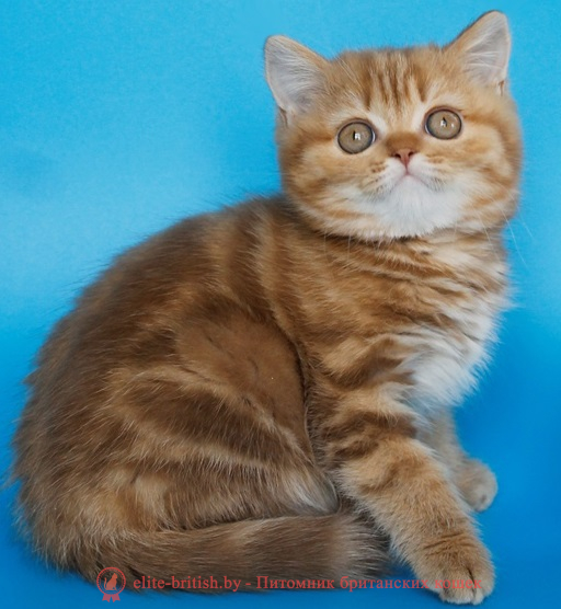 Купить шотландского вислоухого котенка шоколадного дымчатого окраса в Минске в питомнике купить вислоухого котенка, купить скоттиш фолд, шоколадные вислоухие шотландские фото, шотландские вислоухие кошки шоколадного окраса фото, шотландские вислоухие шоколадные котята фото, шотландские вислоухие кошки шоколадный окрас, шоколадный британец, шотландская вислоухая шоколадная кошка фото, британский шоколадный кот фото, купить шотландского котенка шоколадного окраса, котенок шотландец шоколадный