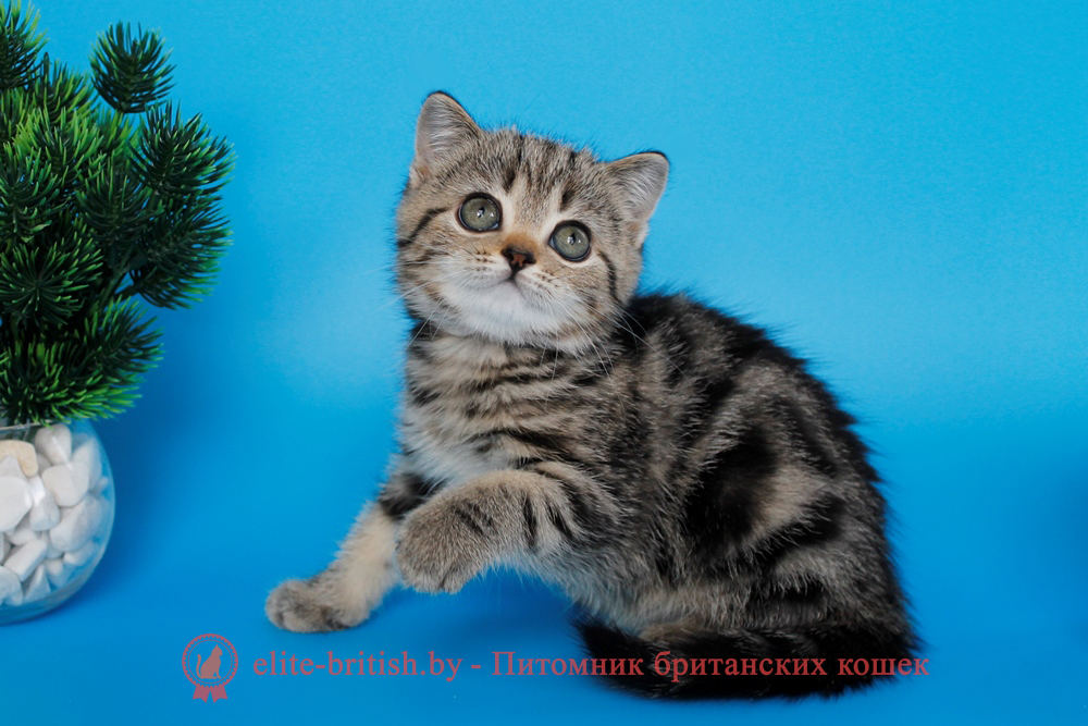 Британский котенок, черный мраморный окрас, девочка Unita (Унита), помет от 22.08.2025 черный мрамор, британский кот мраморный, мраморный британец, мраморный окрас британских котят, британский кот мраморного окраса, мраморный окрас британской кошки, британец мраморного окраса, котята британцы мраморный окрас, мраморный окрас британских котят, серебристый мраморный британец, британская мраморная кошка характер, британский кот мраморного окраса, британец голубой мрамор, британец черный мрамор на серебре, красный мраморный британец, британская мраморная кошка, мраморный окрас британской кошки, британские кошки черный мрамор, мраморная британская короткошерстная кошка, британские кошки мрамор на серебре, британский кот черный мрамор, британский кот мрамор на серебре, британский мраморный котенок, британские котята мрамор, британские котята мрамор на серебре, британский котенок черный мрамор, британец мрамор, британец мрамор на серебре, британец мраморный кот, британец мраморного окраса, черный мраморный британец, черный мрамор британцы, мраморный вислоухий британец, котята британцы мраморный окрас, мраморные британцы котята, британские котята мраморного окраса фото, мраморный британец фото, мраморная британская кошка фото, британские кошки мраморного окраса фото, британские коты мраморные фото, британские котята фото мраморные, британцы мрамор на серебре фото, кот британец фото мраморный, британцы мраморный окрас фото