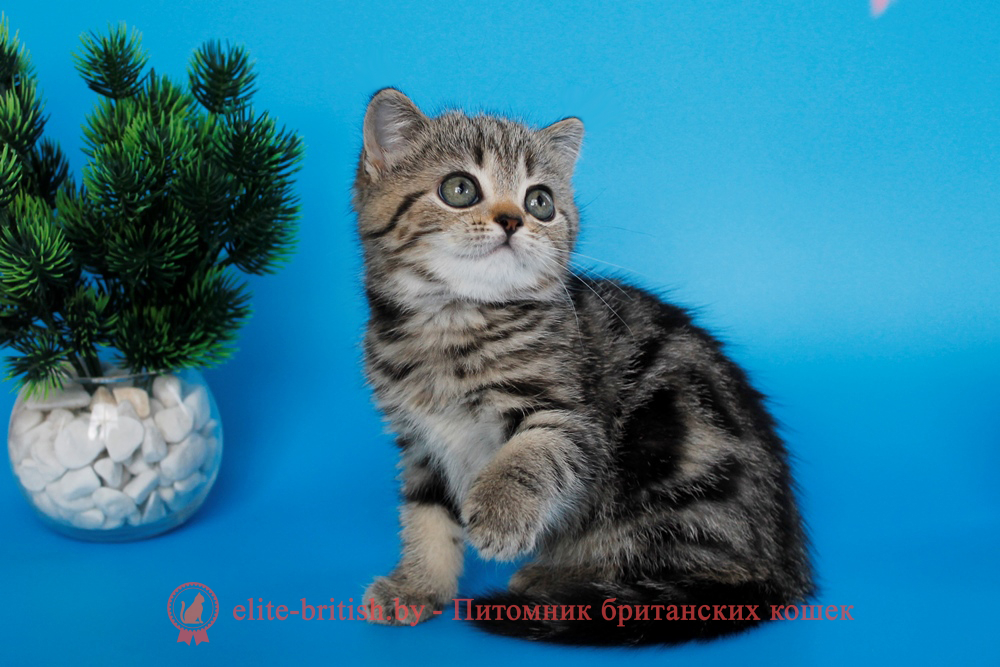 Британский котенок, черный мраморный окрас, девочка Unita (Унита), помет от 22.08.2025 черный мрамор, британский кот мраморный, мраморный британец, мраморный окрас британских котят, британский кот мраморного окраса, мраморный окрас британской кошки, британец мраморного окраса, котята британцы мраморный окрас, мраморный окрас британских котят, серебристый мраморный британец, британская мраморная кошка характер, британский кот мраморного окраса, британец голубой мрамор, британец черный мрамор на серебре, красный мраморный британец, британская мраморная кошка, мраморный окрас британской кошки, британские кошки черный мрамор, мраморная британская короткошерстная кошка, британские кошки мрамор на серебре, британский кот черный мрамор, британский кот мрамор на серебре, британский мраморный котенок, британские котята мрамор, британские котята мрамор на серебре, британский котенок черный мрамор, британец мрамор, британец мрамор на серебре, британец мраморный кот, британец мраморного окраса, черный мраморный британец, черный мрамор британцы, мраморный вислоухий британец, котята британцы мраморный окрас, мраморные британцы котята, британские котята мраморного окраса фото, мраморный британец фото, мраморная британская кошка фото, британские кошки мраморного окраса фото, британские коты мраморные фото, британские котята фото мраморные, британцы мрамор на серебре фото, кот британец фото мраморный, британцы мраморный окрас фото