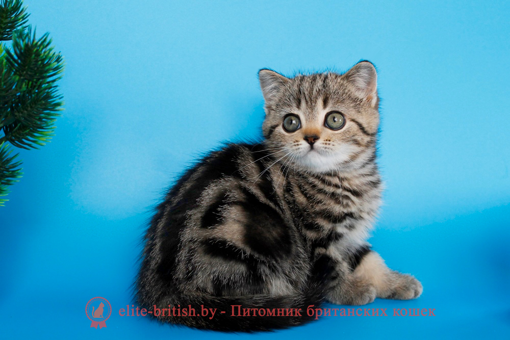 Британский котенок, черный мраморный окрас, девочка Unita (Унита), помет от 22.08.2025 черный мрамор, британский кот мраморный, мраморный британец, мраморный окрас британских котят, британский кот мраморного окраса, мраморный окрас британской кошки, британец мраморного окраса, котята британцы мраморный окрас, мраморный окрас британских котят, серебристый мраморный британец, британская мраморная кошка характер, британский кот мраморного окраса, британец голубой мрамор, британец черный мрамор на серебре, красный мраморный британец, британская мраморная кошка, мраморный окрас британской кошки, британские кошки черный мрамор, мраморная британская короткошерстная кошка, британские кошки мрамор на серебре, британский кот черный мрамор, британский кот мрамор на серебре, британский мраморный котенок, британские котята мрамор, британские котята мрамор на серебре, британский котенок черный мрамор, британец мрамор, британец мрамор на серебре, британец мраморный кот, британец мраморного окраса, черный мраморный британец, черный мрамор британцы, мраморный вислоухий британец, котята британцы мраморный окрас, мраморные британцы котята, британские котята мраморного окраса фото, мраморный британец фото, мраморная британская кошка фото, британские кошки мраморного окраса фото, британские коты мраморные фото, британские котята фото мраморные, британцы мрамор на серебре фото, кот британец фото мраморный, британцы мраморный окрас фото