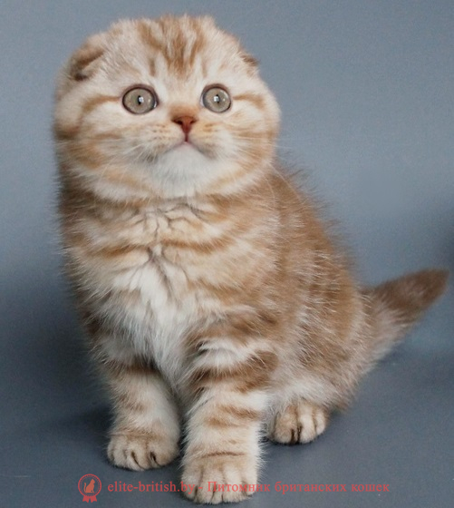 Купить шотландского вислоухого котенка циннамон мраморного окраса в Минске в питомнике купить вислоухого котенка, купить скоттиш фолд, шоколадные вислоухие, шотландские фото, шотландские вислоухие кошки циннамон окраса фото, вислоухий циннамон кот мраморный, мраморный циннамон вислоухий шотландский, мраморный окрас шотландских котят циннамон, вислоухий шотландский кот циннамон мраморного окраса, мраморный окрас шотландской кошки, вислоухий циннамон шотландский мраморного окраса, котята шотландцы мраморный окрас, мраморный окрас скоттиш фолд котят, вислоухий мраморный фолд