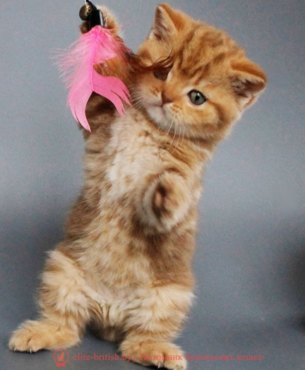 Купить шотландского вислоухого котенка циннамон мраморного окраса в Минске в питомнике купить вислоухого котенка, купить скоттиш фолд, шоколадные вислоухие шотландские фото, шотландский котенок циннамон мрамор, британский кот мраморный, мраморный шотландец, мраморный окрас британских котят, британский кот мраморного окраса, мраморный окрас британской кошки, британец мраморного окраса, котята британцы мраморный окрас, мраморный окрас британских котят, серебристый мраморный британец, британская мраморная кошка характер, британский кот мраморного окраса, британские котята мрамор на серебре, британский котенок черный мрамор