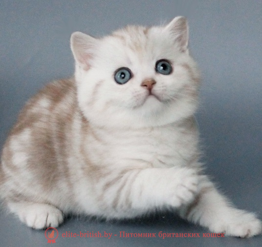 купить британского котенка, купить британца, британский кот мраморный, мраморный британец, мраморный окрас британских котят, британский кот мраморного окраса, мраморный окрас британской кошки, британец мраморного окраса, котята британцы мраморный окрас, мраморный окрас британских котят, серебристый мраморный британец, британская мраморная кошка характер, британский кот мраморного окраса, британец голубой мрамор, британец черный мрамор на серебре, красный мраморный британец, британская мраморная кошка, мраморный окрас британской кошки, британские кошки черный мрамор, мраморная британская короткошерстная кошка, британские кошки мрамор на серебре, британский кот черный мрамор