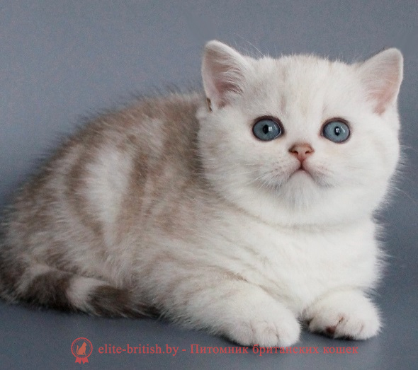 Купить британского котенка черный мрамор на серебре окраса в Минске в питомнике купить британского котенка, купить британца, британский кот мраморный, мраморный британец, мраморный окрас британских котят, британский кот мраморного окраса, мраморный окрас британской кошки, британец мраморного окраса, котята британцы мраморный окрас, мраморный окрас британских котят, серебристый мраморный британец, британская мраморная кошка характер, британский кот мраморного окраса, британец голубой мрамор, британец черный мрамор на серебре, красный мраморный британец, британская мраморная кошка, мраморный окрас британской кошки, британские кошки черный мрамор, мраморная британская короткошерстная кошка, британские кошки мрамор на серебре, британский кот черный мрамор