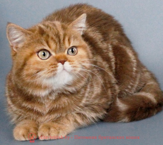 Купить шотландского вислоухого котенка шоколадного дымчатого окраса в Минске в питомнике купить вислоухого котенка, купить скоттиш фолд, шоколадные вислоухие шотландские фото, шотландские вислоухие кошки шоколадного окраса фото, шотландские вислоухие шоколадные котята фото, шотландские вислоухие кошки шоколадный окрас, шоколадный британец, шотландская вислоухая шоколадная кошка фото, британский шоколадный кот фото, купить шотландского котенка шоколадного окраса, котенок шотландец шоколадный