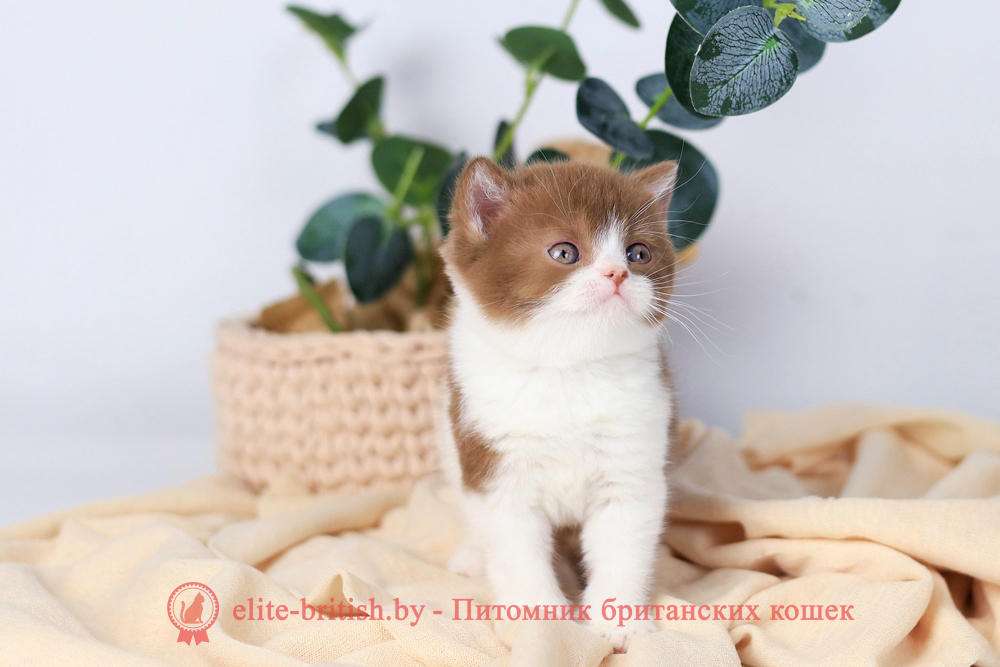 Британский котенок циннамон биколор окраса, мальчик Cezar (Цезарь), помет от 1.10.2025 циннамон биколор британская кошка, кот британский циннамон биколор, британский котенок циннамон биколор , шоколадный ван британец, циннамон биколор британец, британские котята циннамон фото, британцы циннамон фото, циннамон британская кошка, кот британский циннамон арелекин, британский котенок , циннамон арелекин британец, британец, британские котята фото, британцы фото