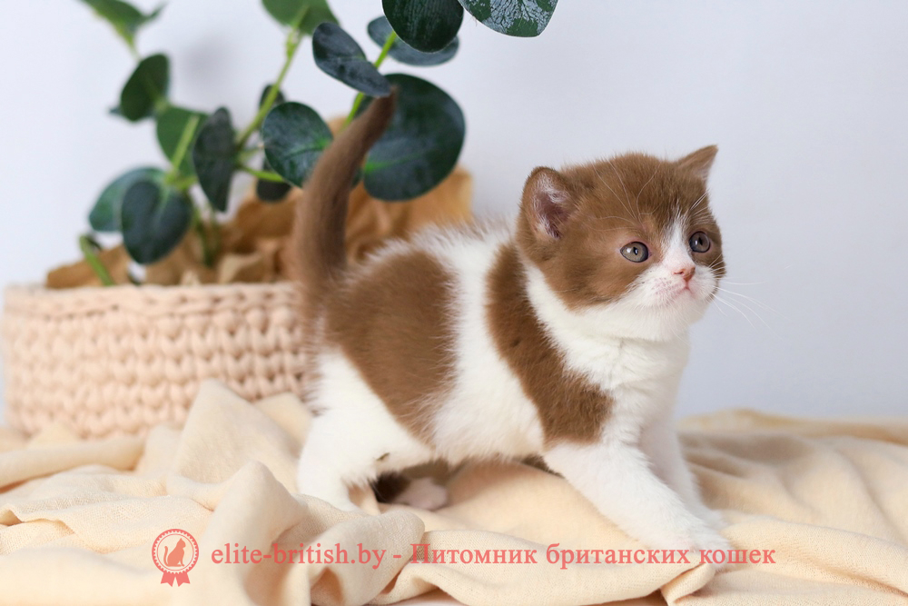 Британский котенок циннамон биколор окраса, мальчик Cezar (Цезарь), помет от 1.10.2025 циннамон биколор британская кошка, кот британский циннамон биколор, британский котенок циннамон биколор , шоколадный ван британец, циннамон биколор британец, британские котята циннамон фото, британцы циннамон фото, циннамон британская кошка, кот британский циннамон арелекин, британский котенок , циннамон арелекин британец, британец, британские котята фото, британцы фото