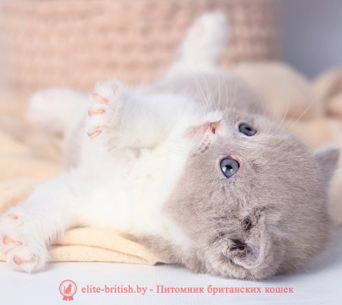 купить британского котенка, купить британца, лиловый биколор британская кошка, кот британский лиловый с белым, британский котенок циннамон , британская кошка фавн, британский кот лиловый , британцы лиловый , окрас лиловый британских кошек, британская кошка лиловый , британский кот лиловый , британцы лиловый , окрас фавн британских кошек, ЦИННАМОН британский короткошерстный котенок цвета корицы, британские котята цвета корицы, британский короткошерстный котенок цвета корицы